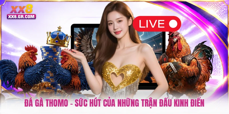 Đá Gà Thomo - Sức Hút Của Những Trận Đấu Kinh Điển